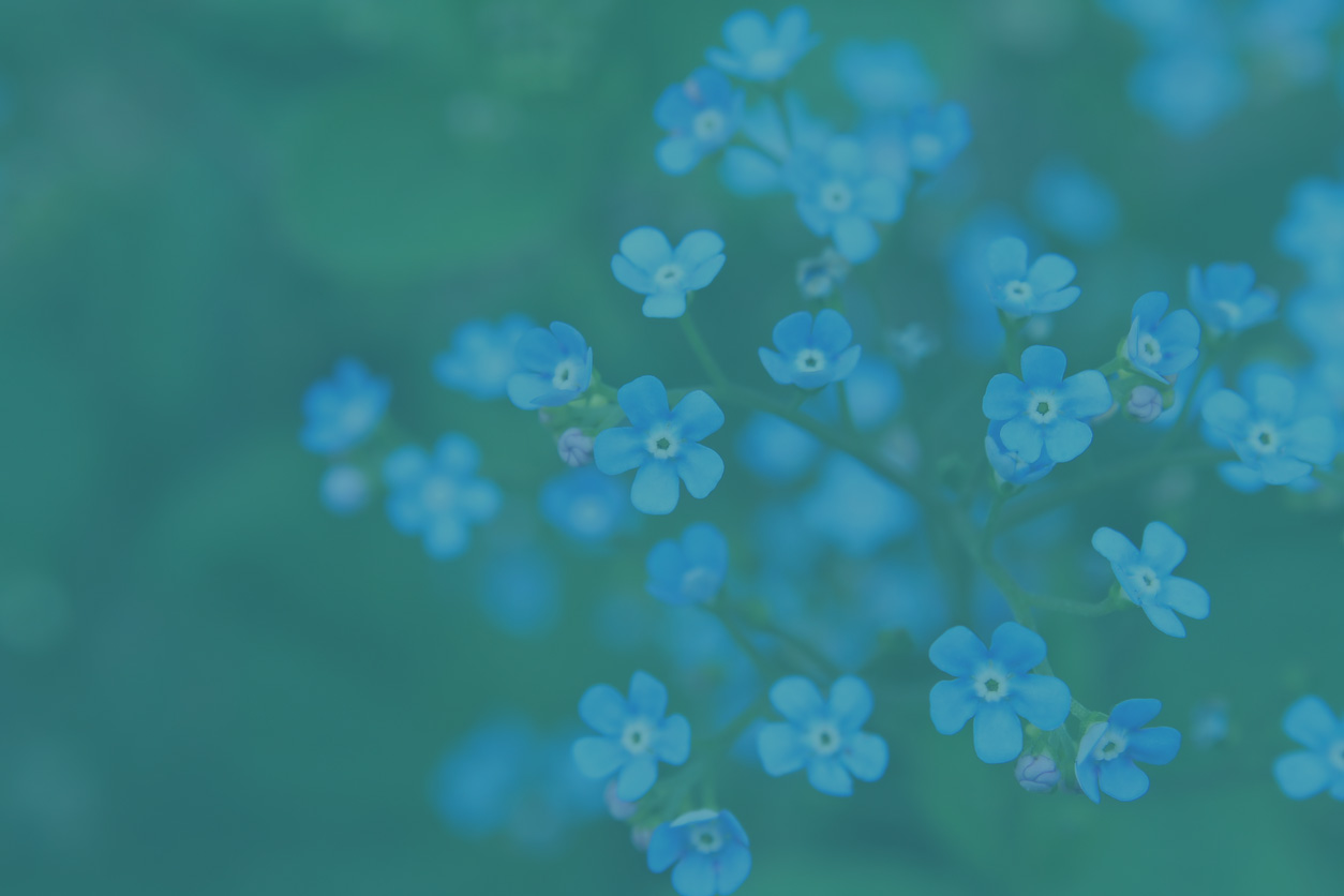 Forget Me Not Background Image